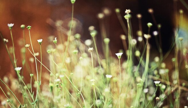 Allergy Library