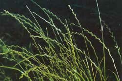 Perennial Ryegrass