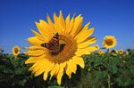 Pollen Allergy