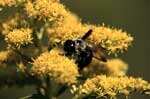 Pollen Allergy